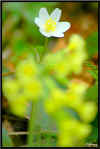 fleur_blanche.jpg (37929 octets)