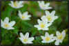 fleurs_blanches.2jpg.jpg (87378 octets)