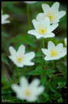 fleurs_blanches.jpg (43138 octets)