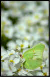 papillon.jpg (40136 octets)